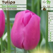 Tulip Triumph 'Don Quixote'